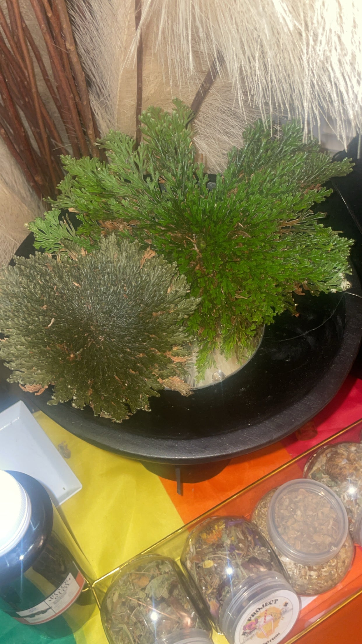 Rose of Jericho