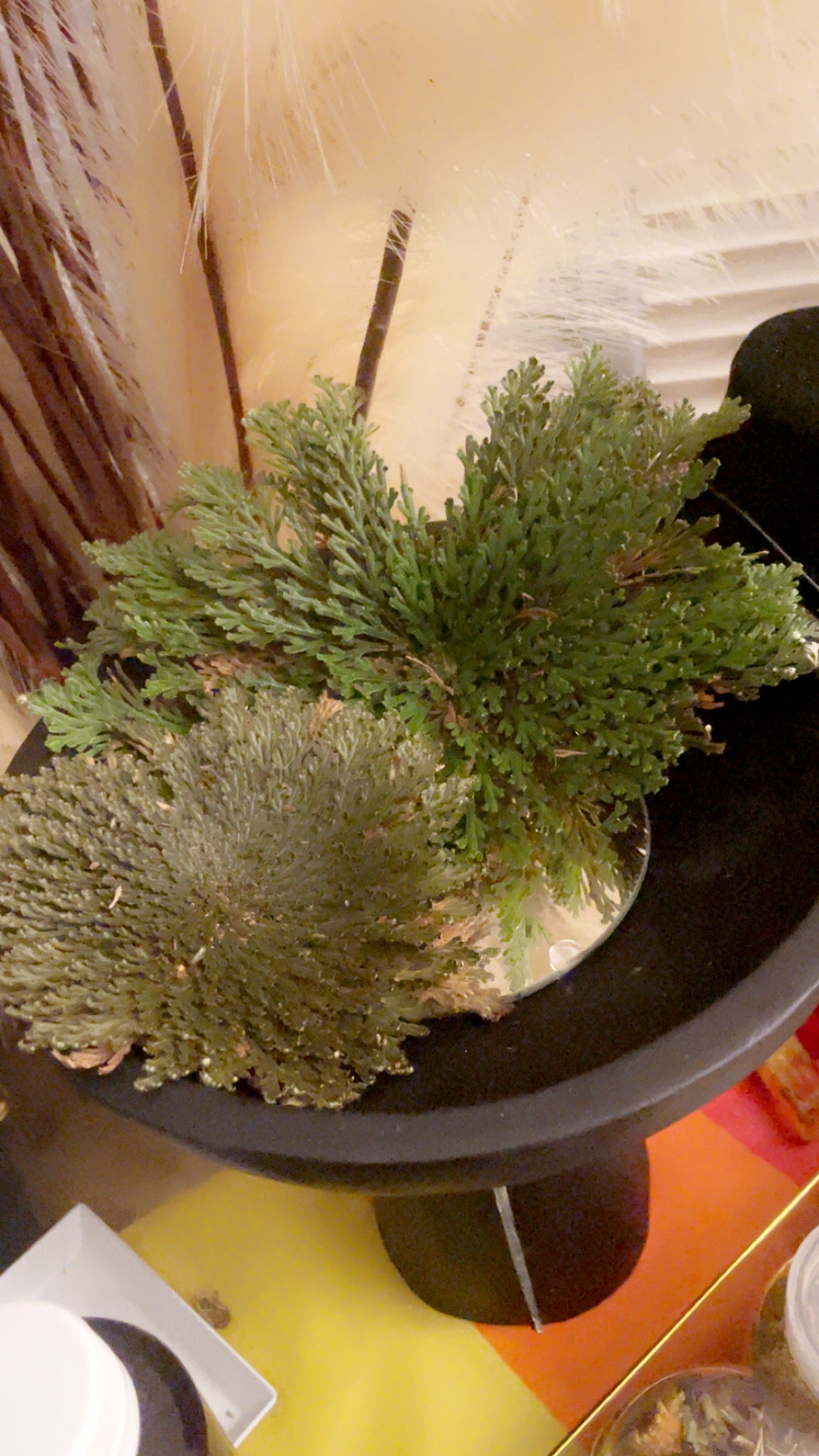 Rose of Jericho