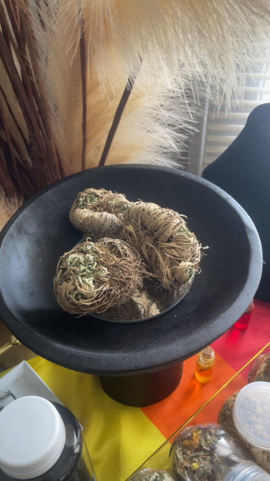 Rose of Jericho