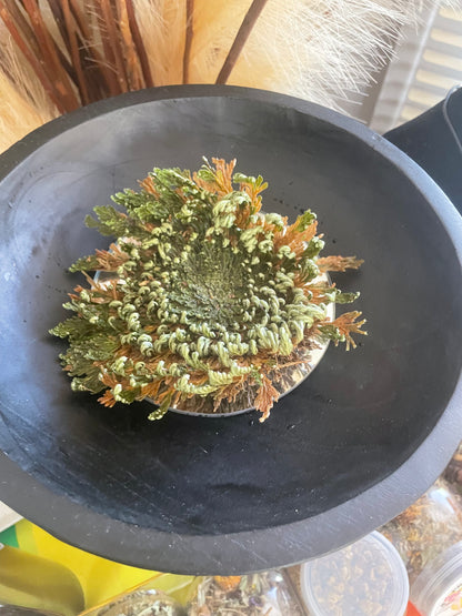 Rose of Jericho