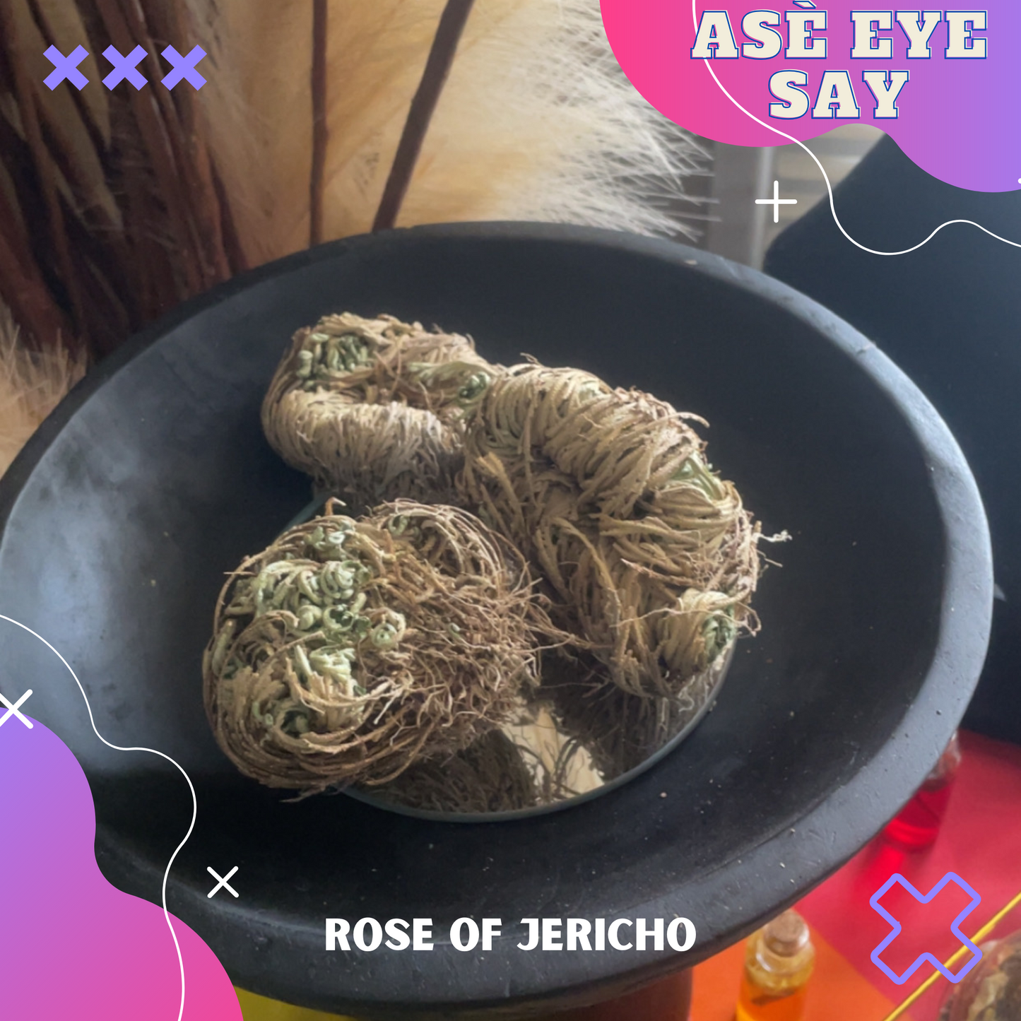 Rose of Jericho