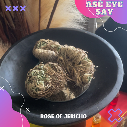 Rose of Jericho