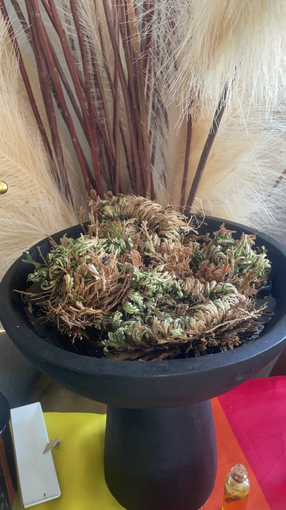Rose of Jericho